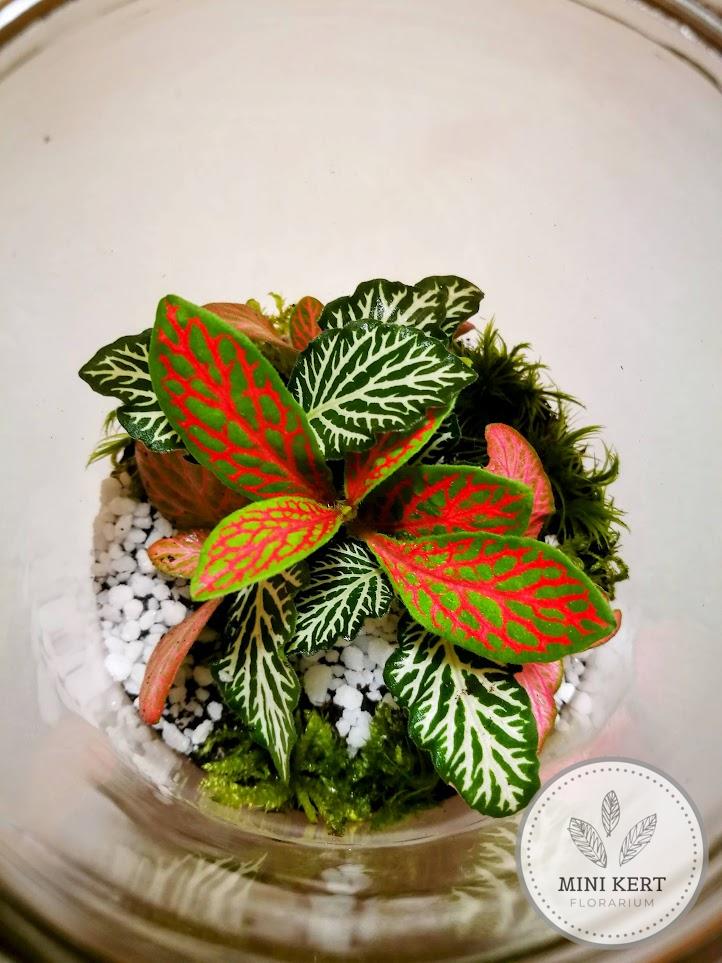 Zárt üvegtetős florárium, 15 cm magas