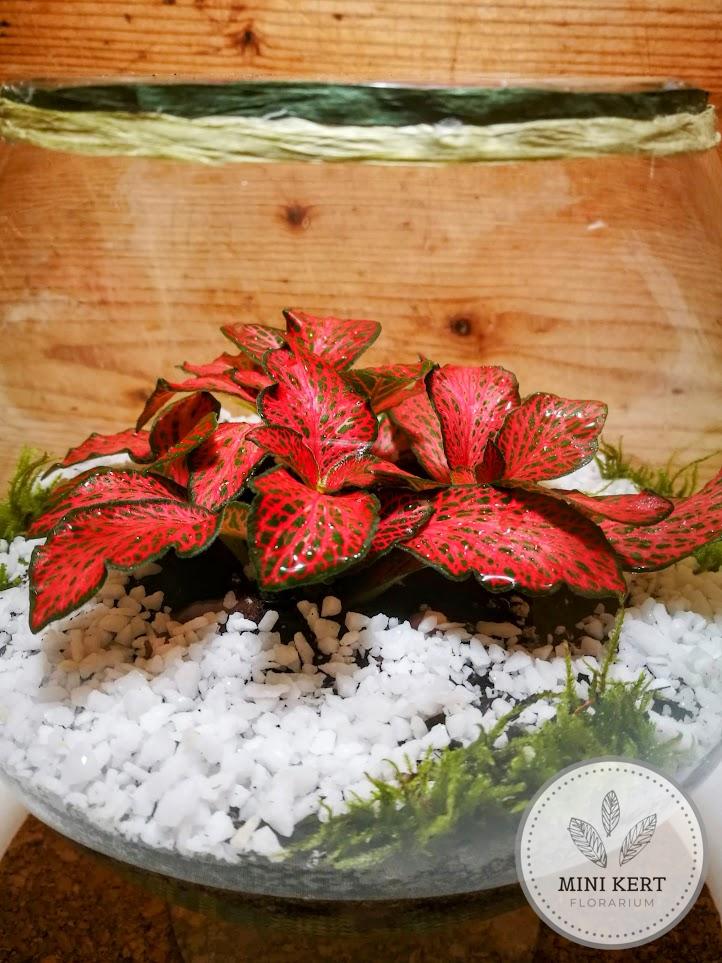 Talpaspohár florárium