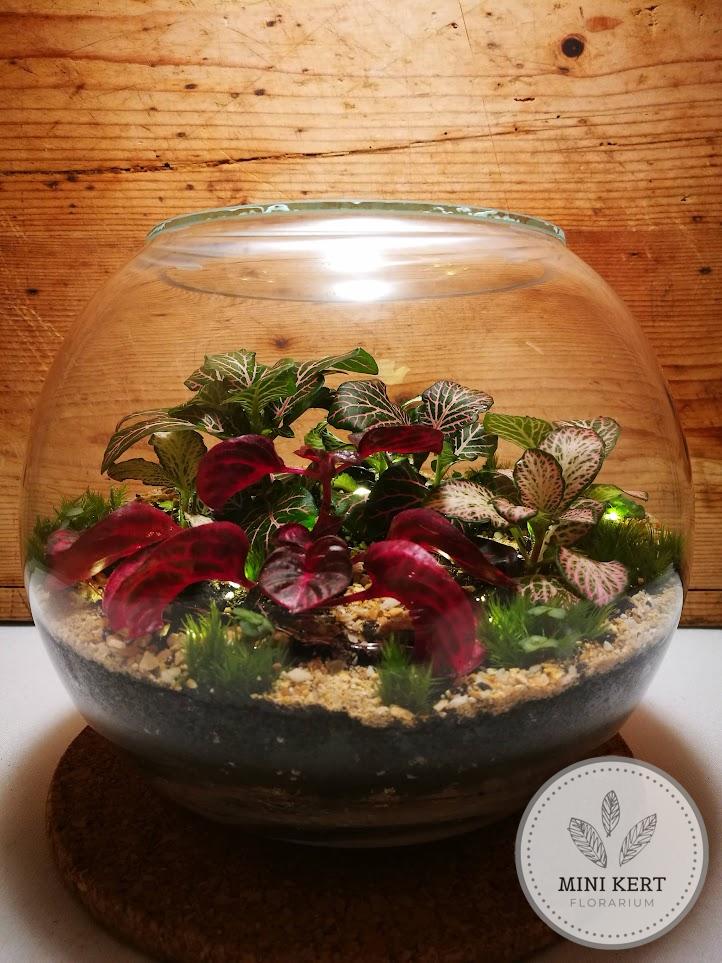 Üveggömb florárium 25 cm-es, LED fényfüzérrel - Image 2