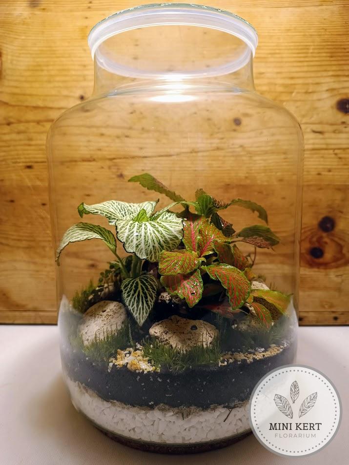 Üvegbödön florárium fittóniákkal - Image 2