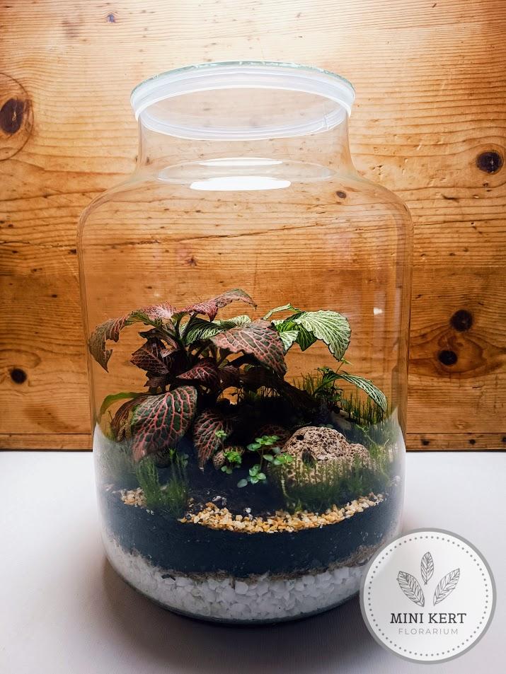 Üvegbödön florárium fittóniákkal