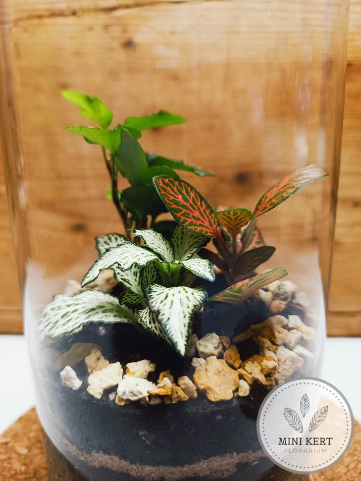 Parafatetős üveghenger florárium agyaggolyókkal - Image 2