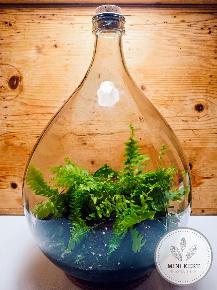 szerelempáfrány florárium