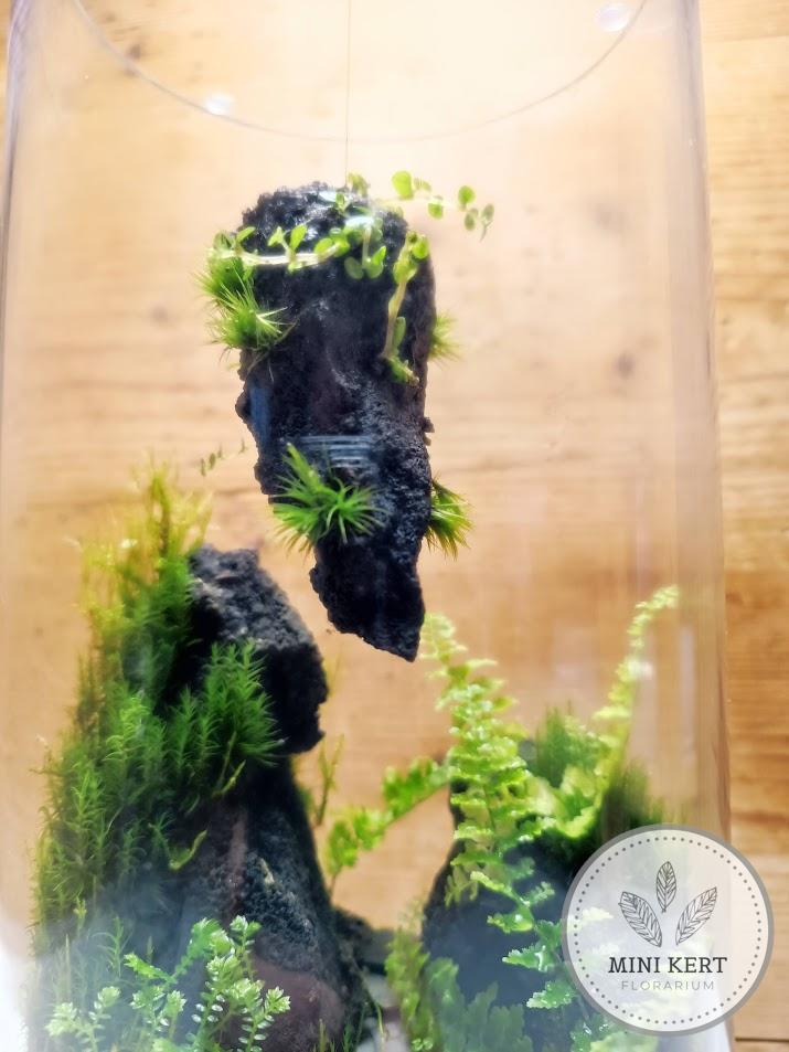 Magas üveghenger florárium "Pandora" - Image 2