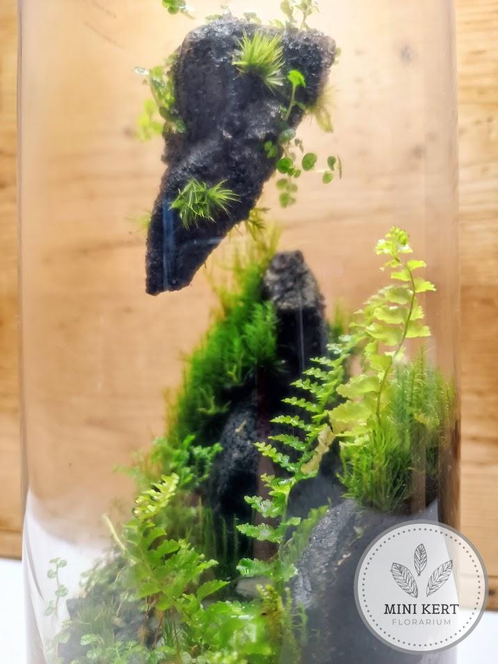 Magas üveghenger florárium "Pandora" - Image 3
