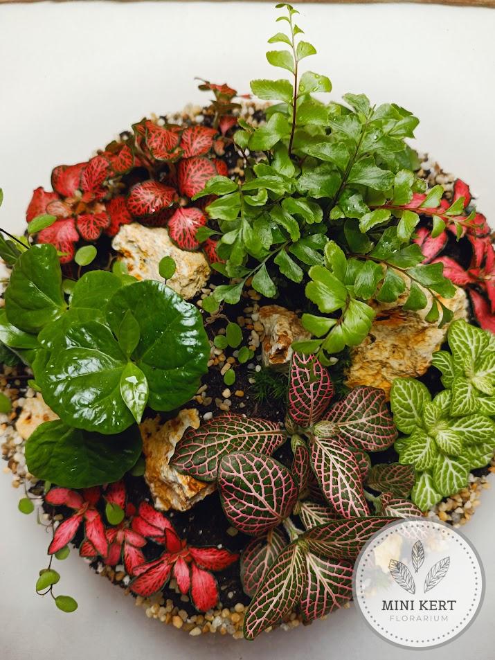 Óriás talpas üveggömb florárium 33 cm - Image 5