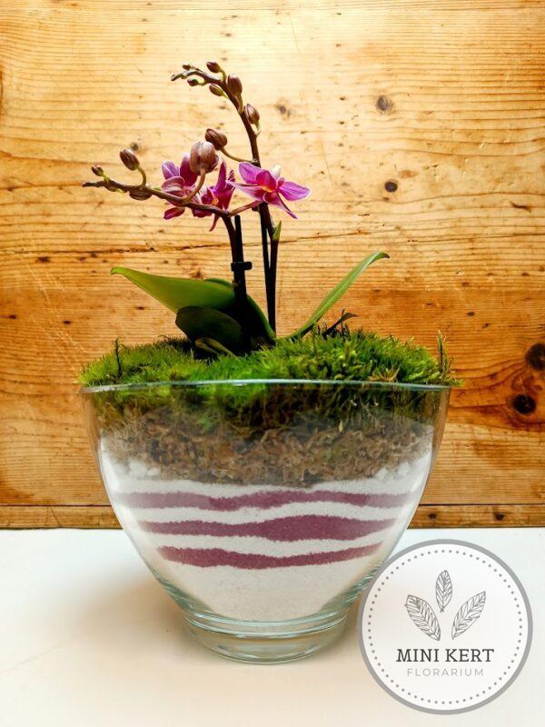 Orchidea florárium