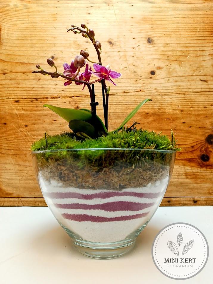 Orchidea florárium