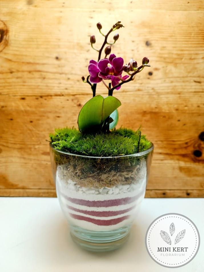 Orchidea florárium