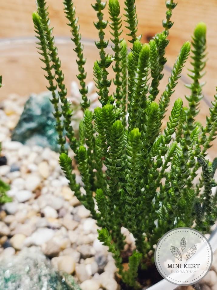 Pozsgás üvegtál "Patkányfark crassula" - Image 2