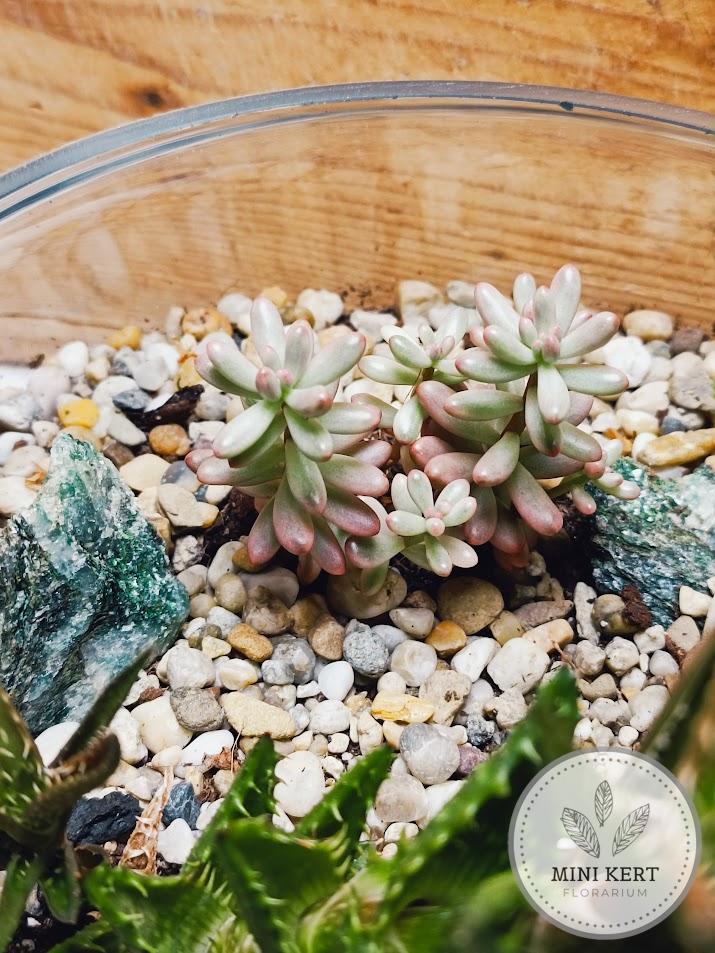 Pozsgás üvegtál "Patkányfark crassula" - Image 3