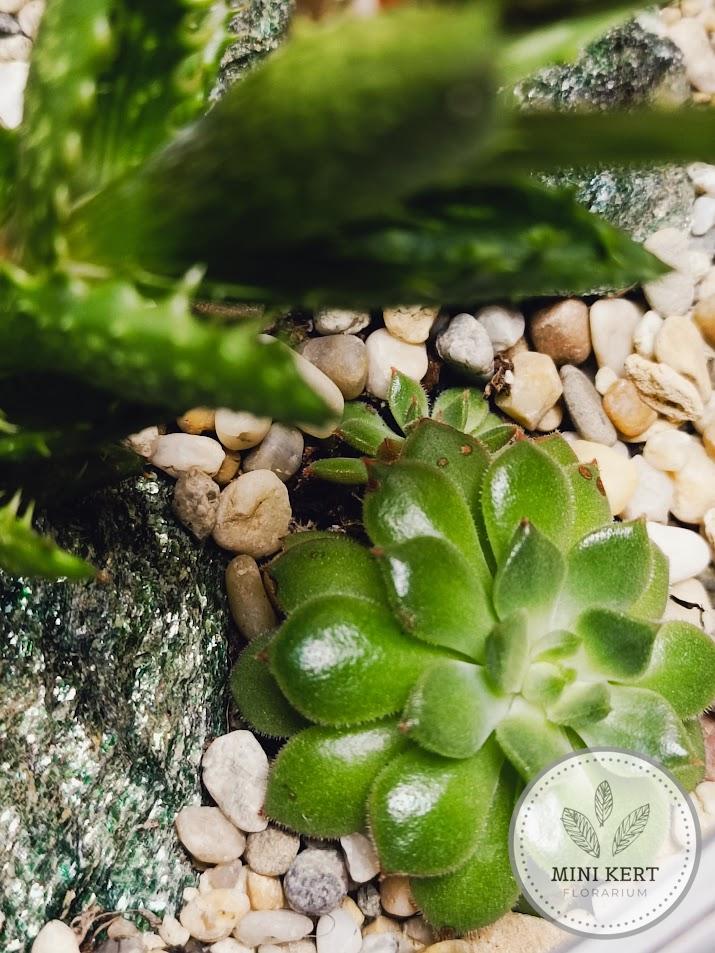 Pozsgás üvegtál "Patkányfark crassula" - Image 4