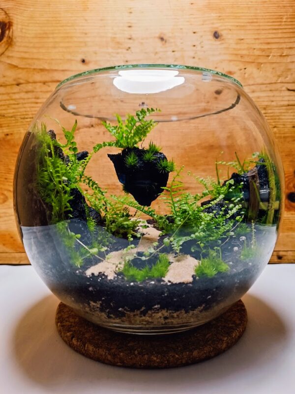 üveggömb florárium lebegő lávakő sziklával