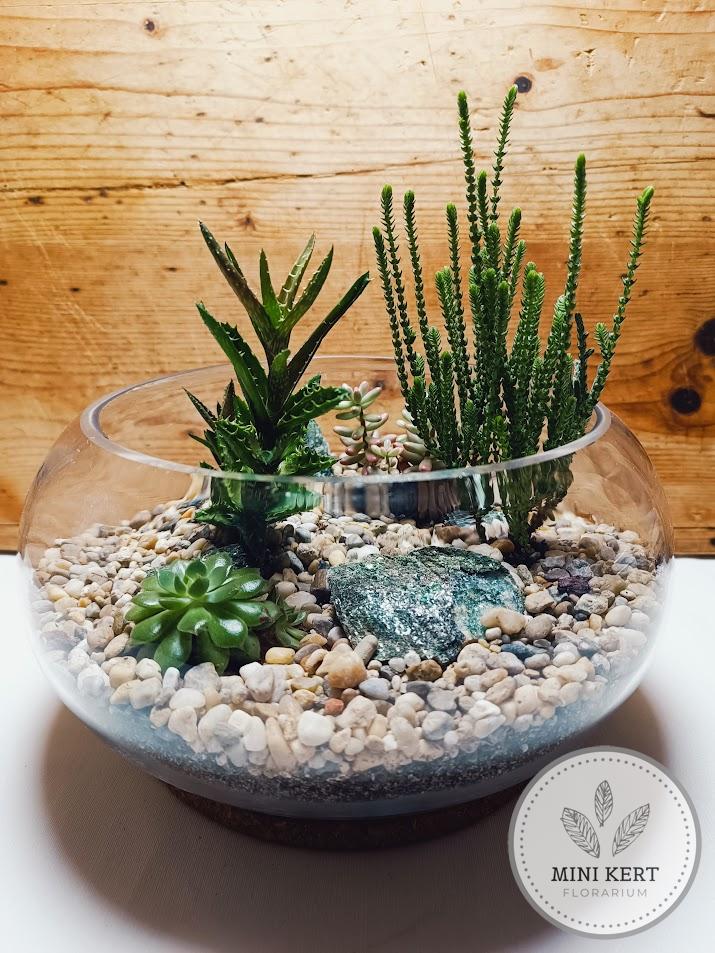 Pozsgás üvegtál "Patkányfark crassula"