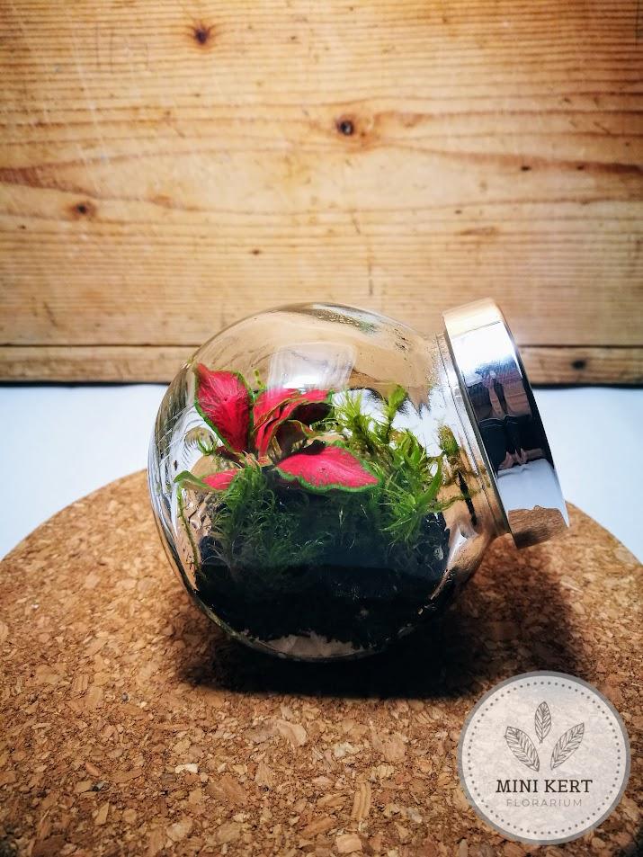Mini döntött florárium