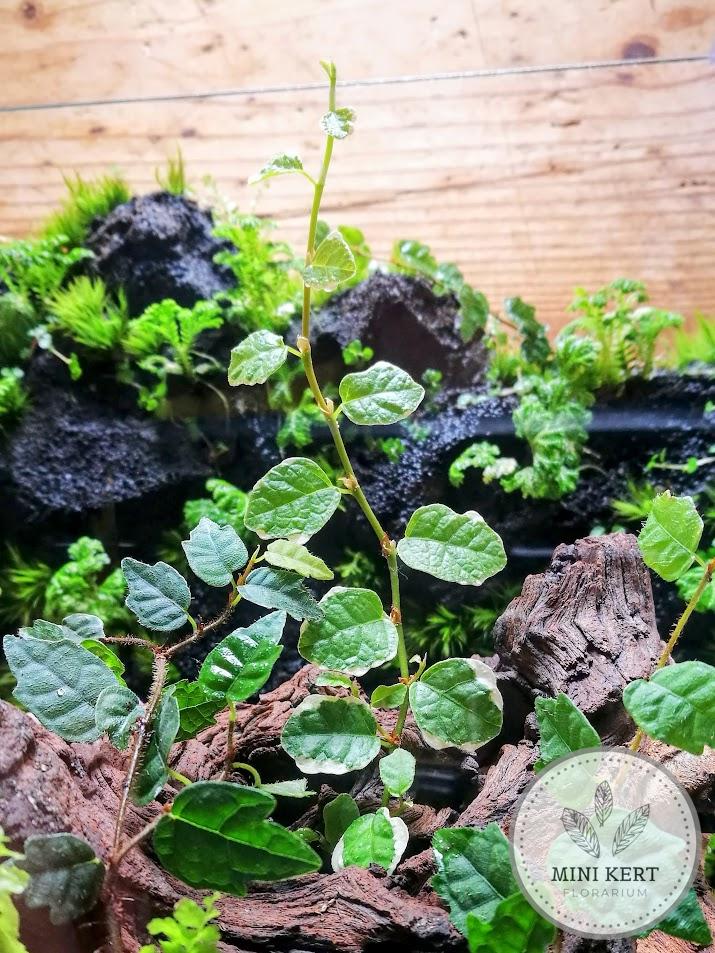 Üvegkocka florárium ficus pumila