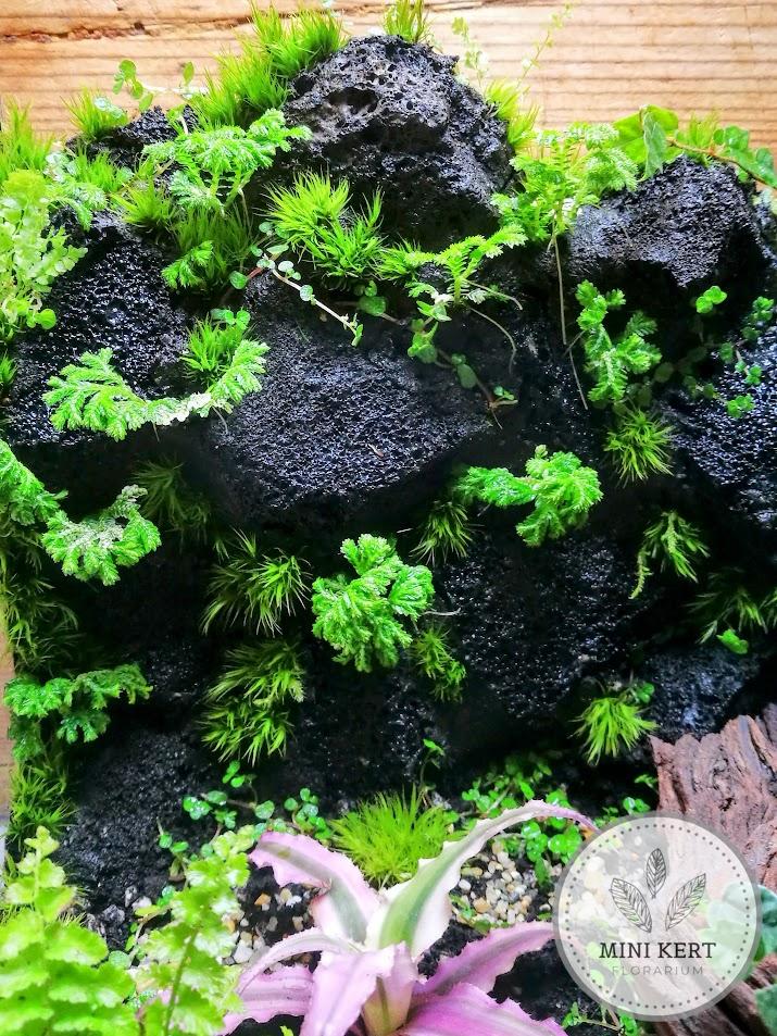 Üvegkocka florárium selaginella