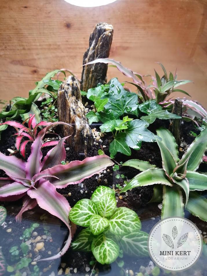 Nagy laposaljú florárium parafatetővel - Image 2