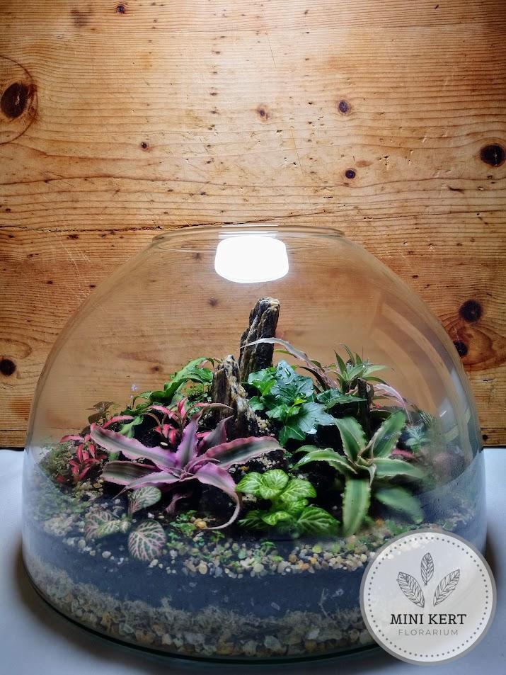 Nagy laposaljú florárium parafatetővel - Image 3