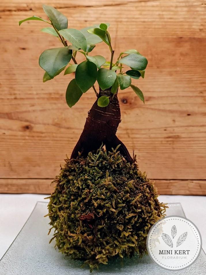 Bonsai Ginseng kokedama