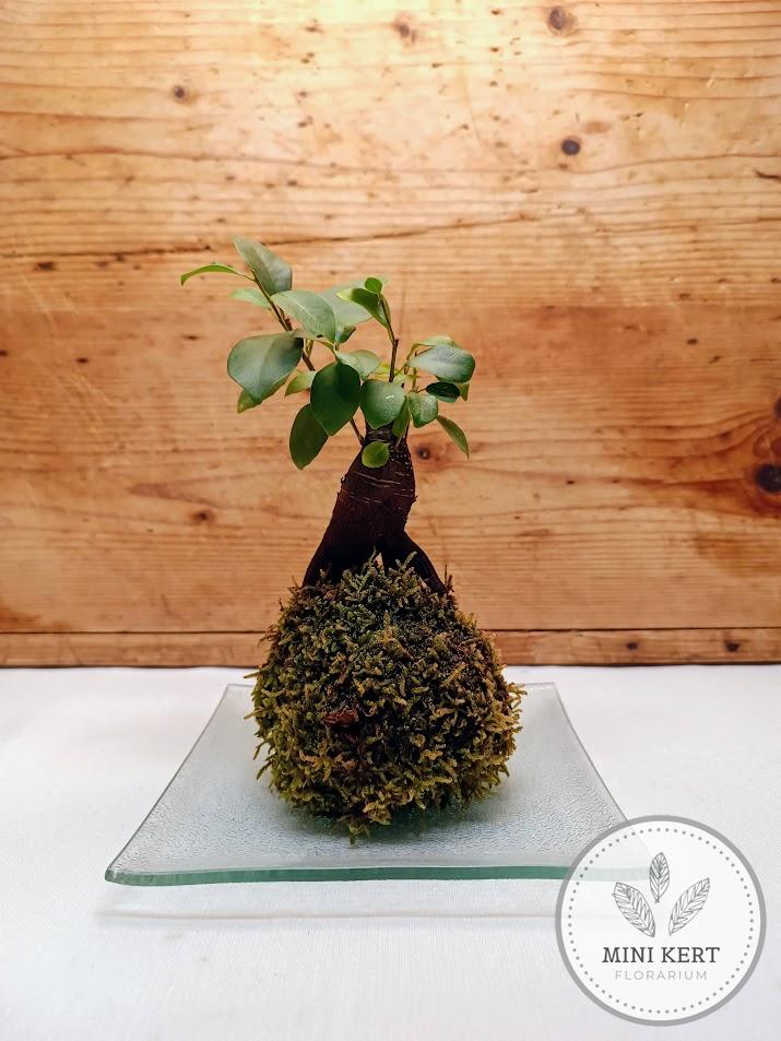 Bonsai Ginseng kokedama