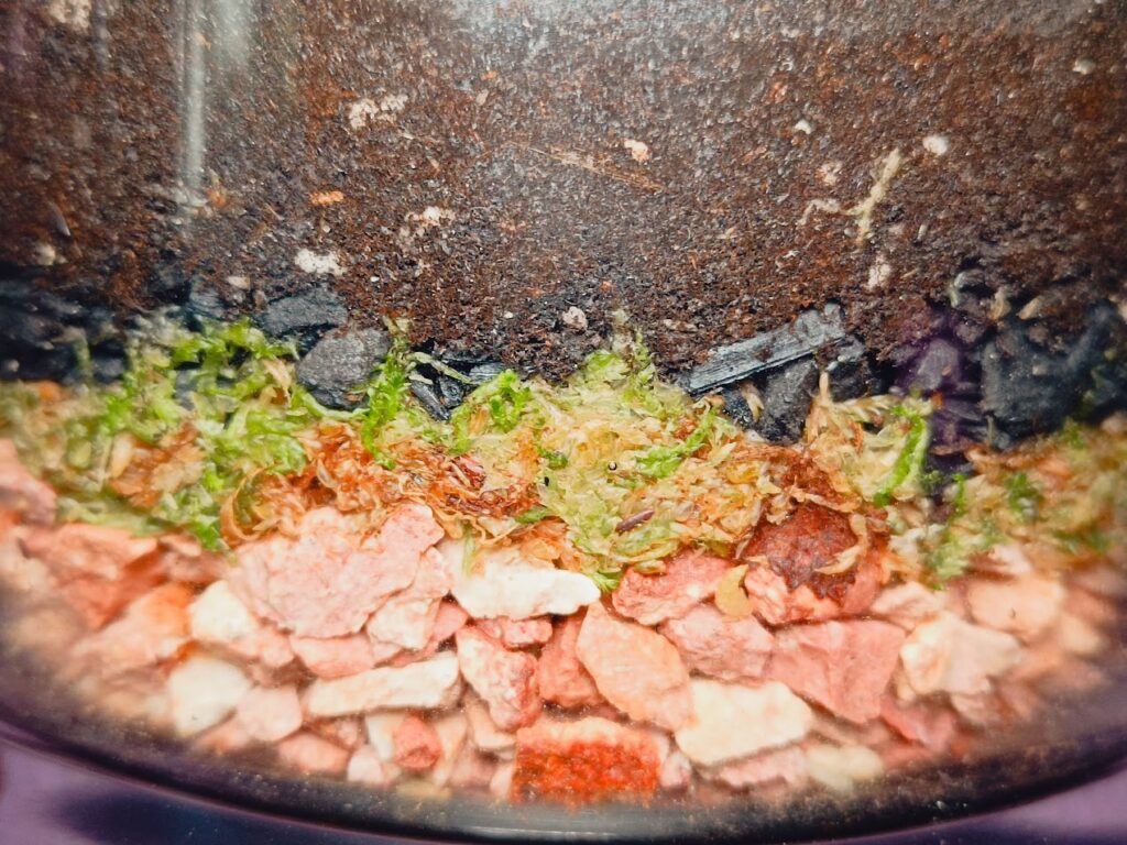 Florárium rétegek, élő sphagnum