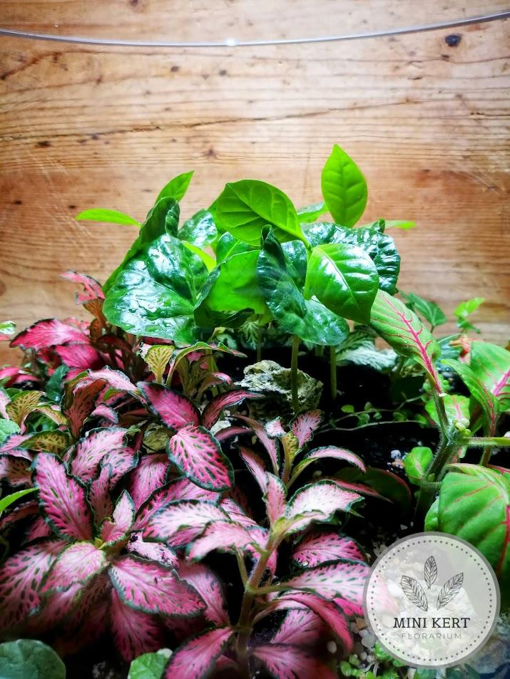 Óriás talpas üveggömb florárium 33 cm
