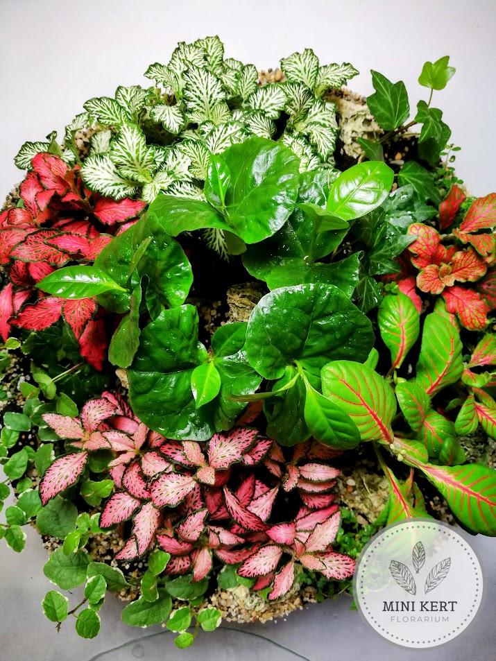 Óriás talpas üveggömb florárium 33 cm