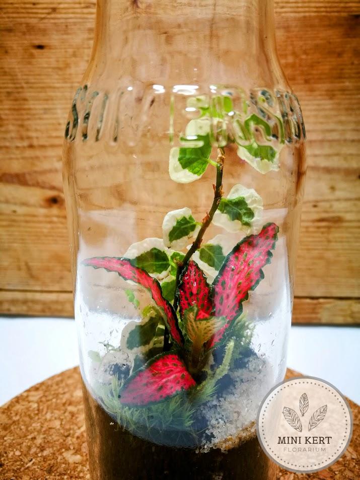 Almaboros palackert florárium