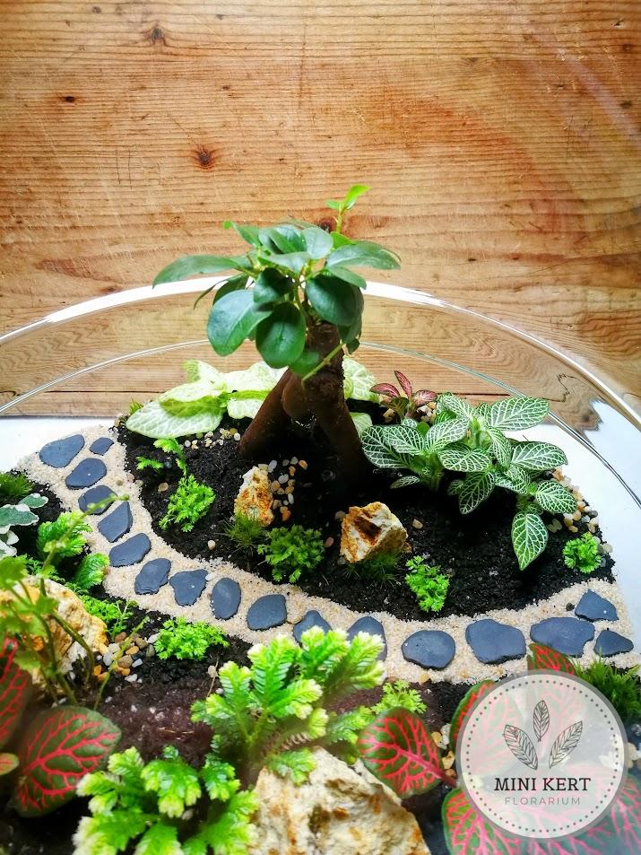 Biodome florárium "Bonsai Ginzeng"