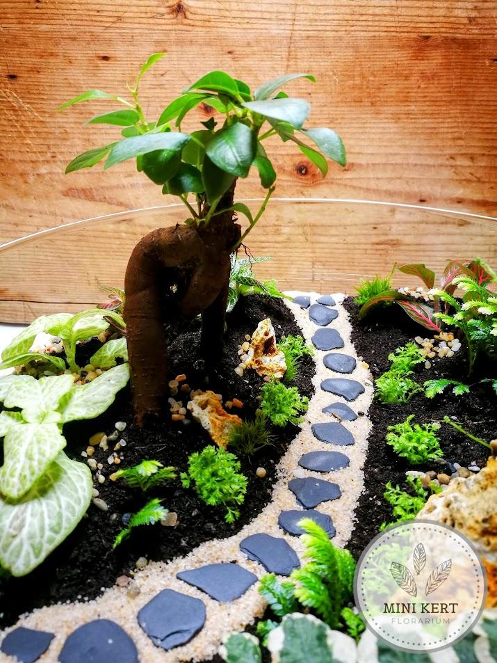 Biodome florárium "Bonsai Ginzeng"