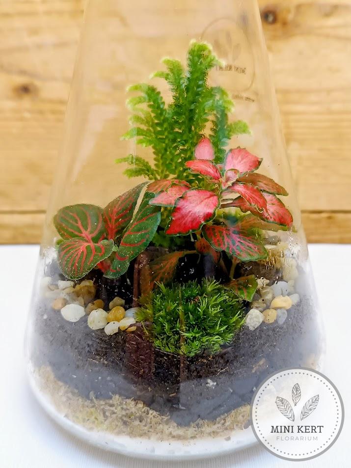 Erlenmeyer lombik florárium
