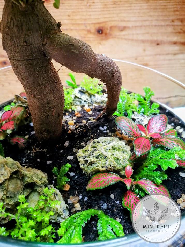 Exkluzív tojás formájú florárium - Bonsai Ginzeng