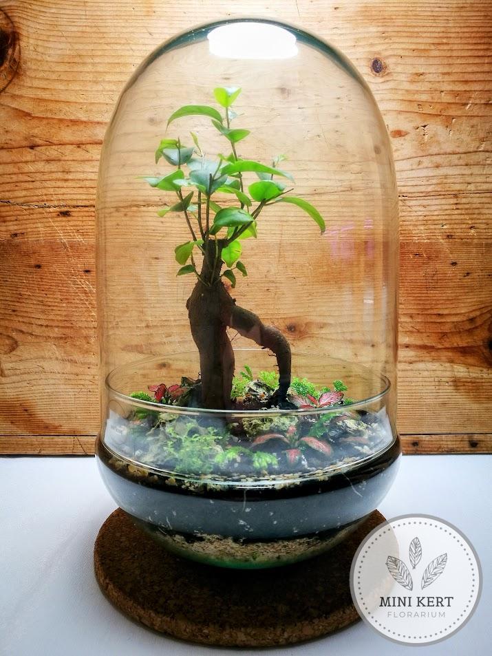 Exkluzív tojás formájú florárium - Bonsai Ginzeng