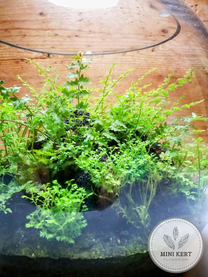 Üveggömb florárium 25 cm-es "Páfrány dzsungel"