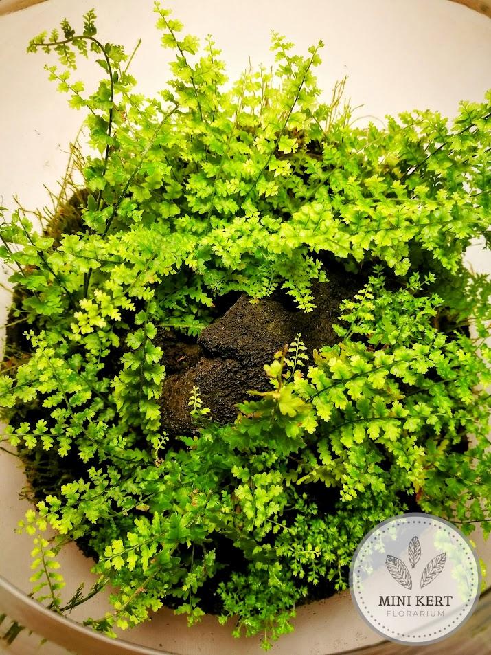 Üveggömb florárium 25 cm-es "Páfrány dzsungel"