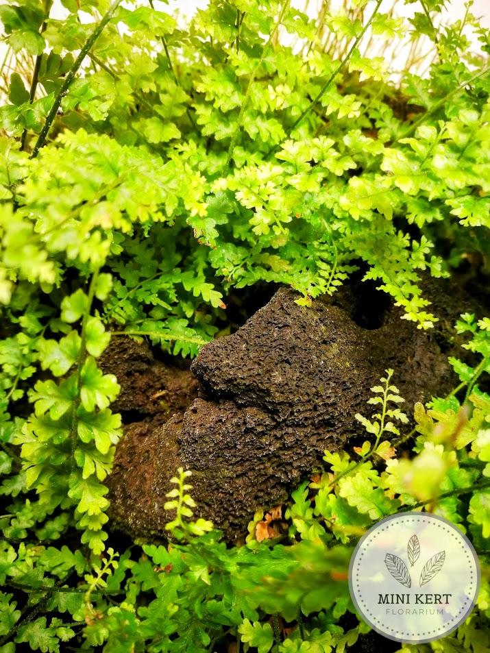 Üveggömb florárium 25 cm-es "Páfrány dzsungel"