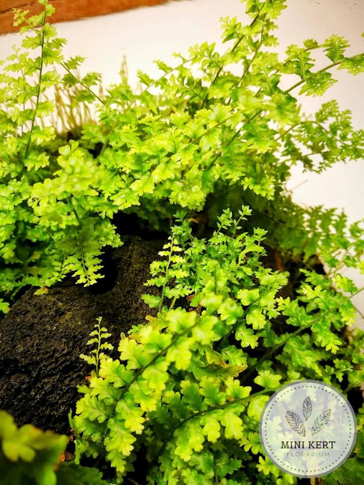 Üveggömb florárium 25 cm-es "Páfrány dzsungel"