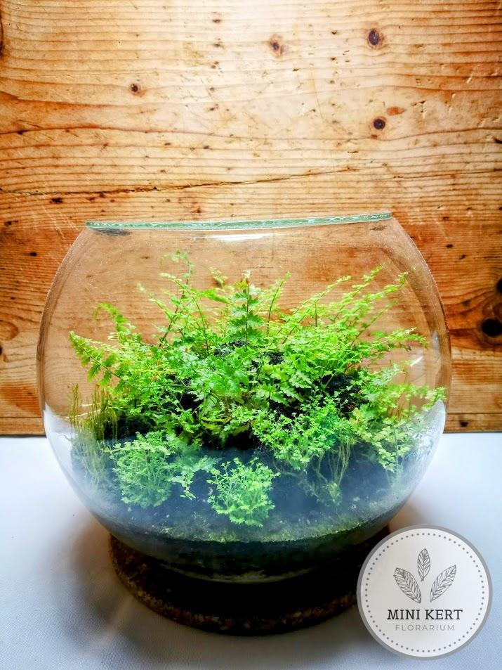 Üveggömb florárium 25 cm-es "Páfrány dzsungel"
