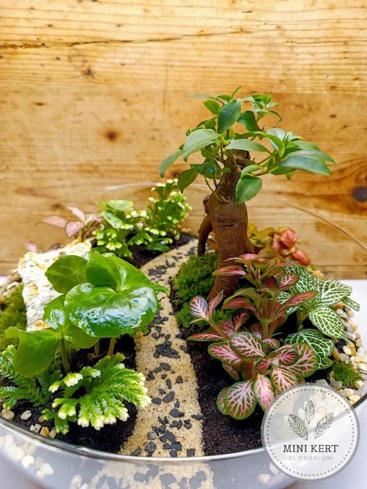 Biodome florárium Bonsai Ginzeng