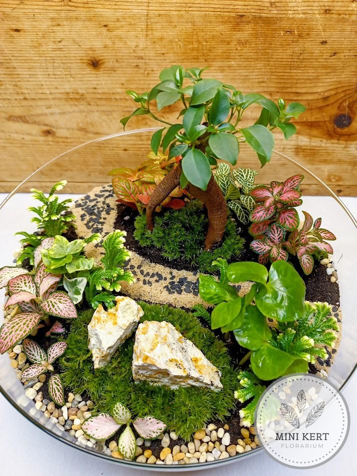 Biodome florárium Bonsai Ginzeng