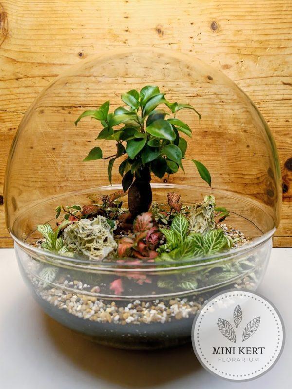 Biodome florárium Bonsai Ginzeng