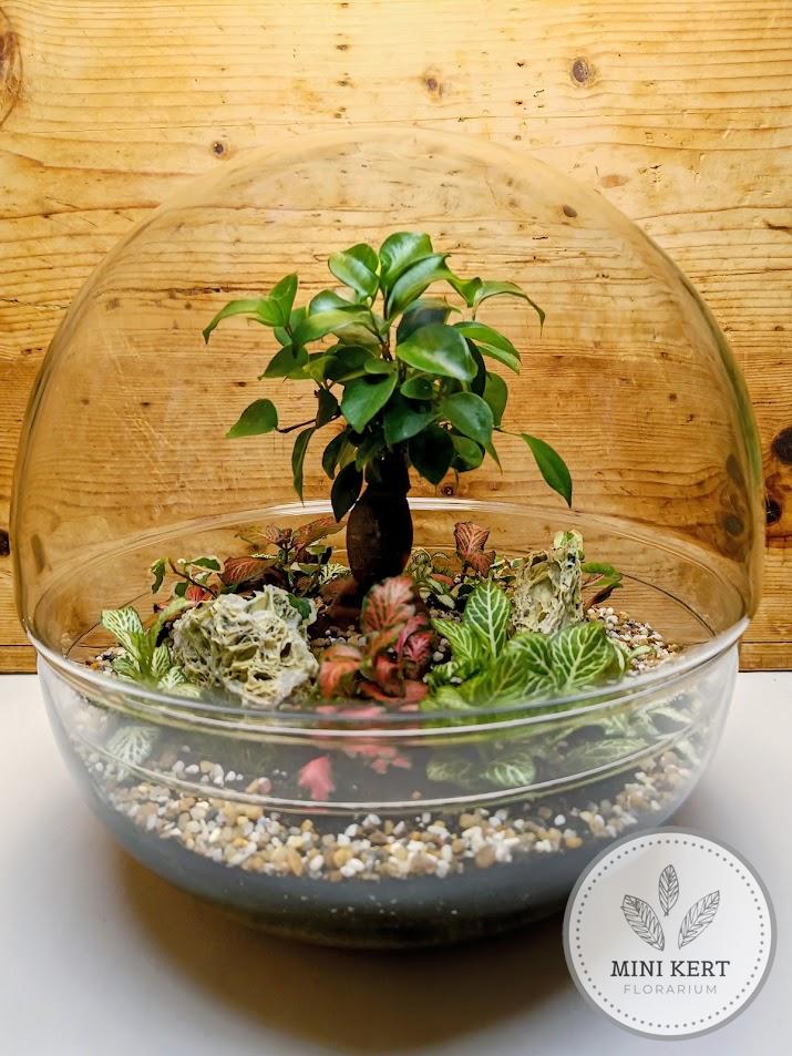 Biodome florárium Bonsai Ginzeng