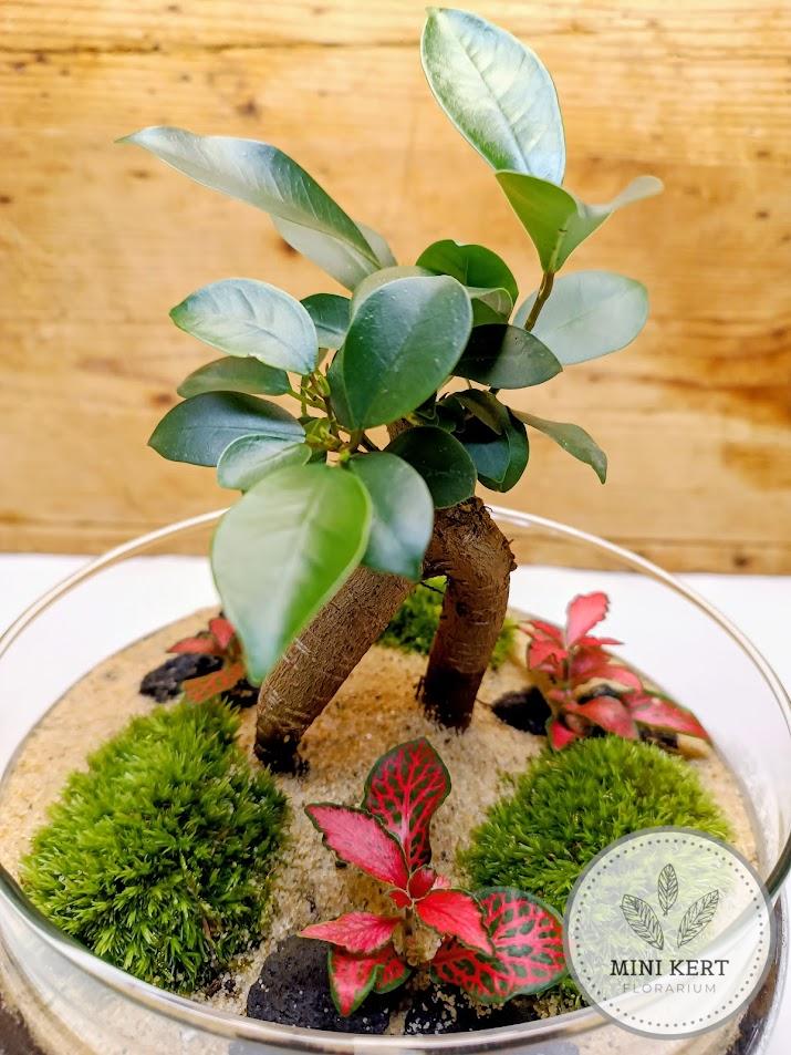 Exkluzív tojás formájú florárium Bonsai Ginzeng