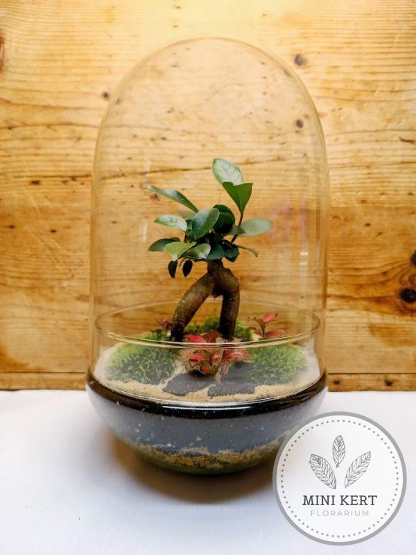 Exkluzív tojás formájú florárium Bonsai Ginzeng