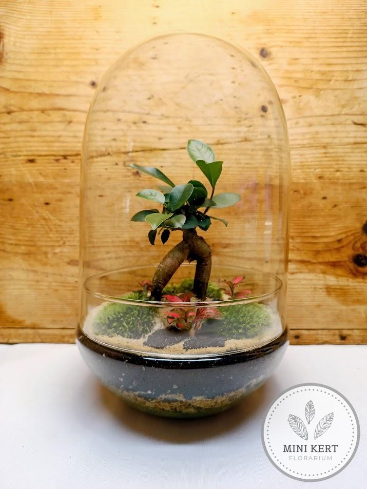 Exkluzív tojás formájú florárium Bonsai Ginzeng