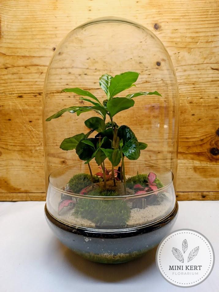 Exkluzív tojás formájú florárium - Kávé