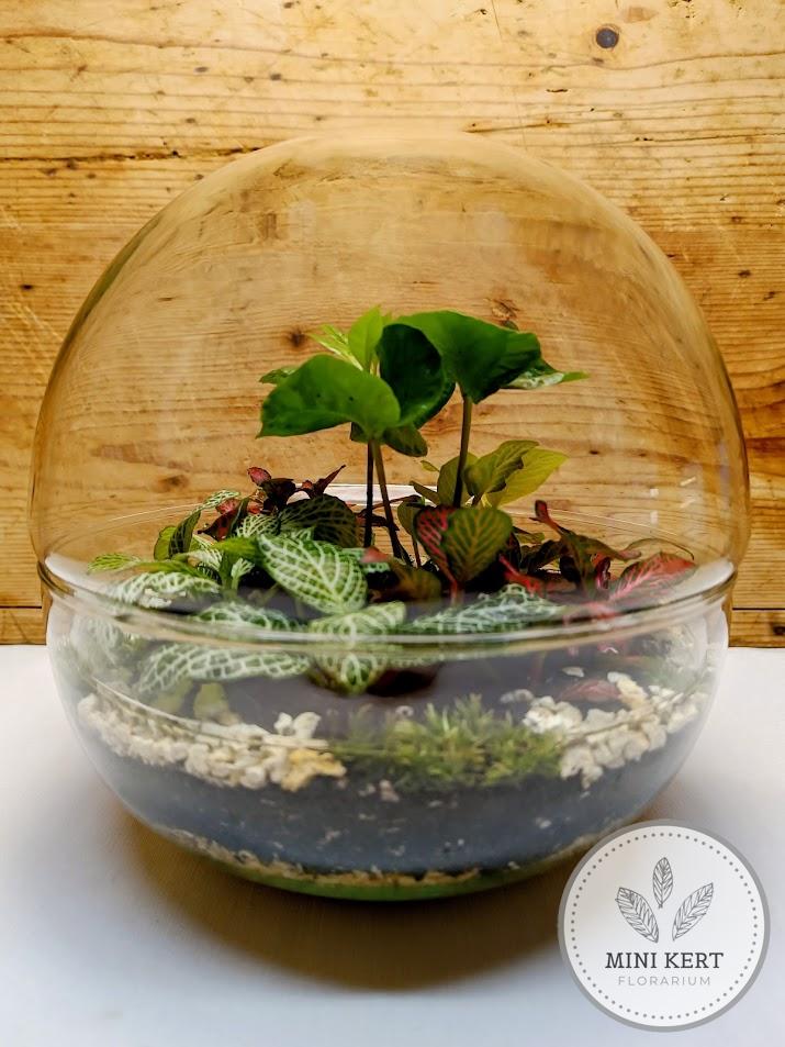 Kis biodome florárium dzsungel