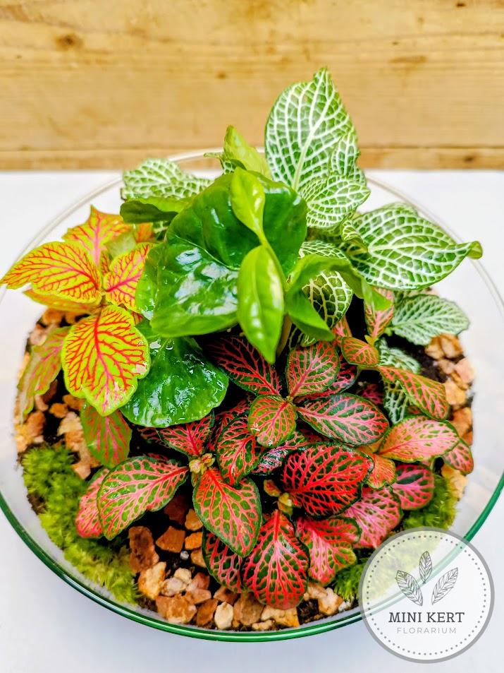 Közepes biodome florárium dzsungel