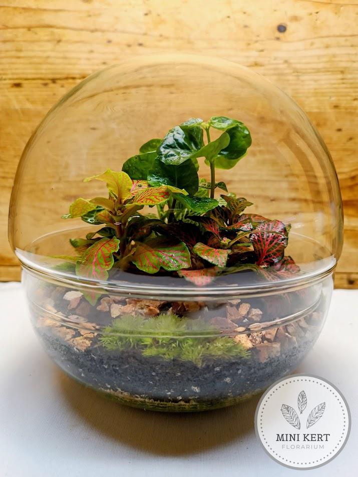 Közepes biodome florárium dzsungel